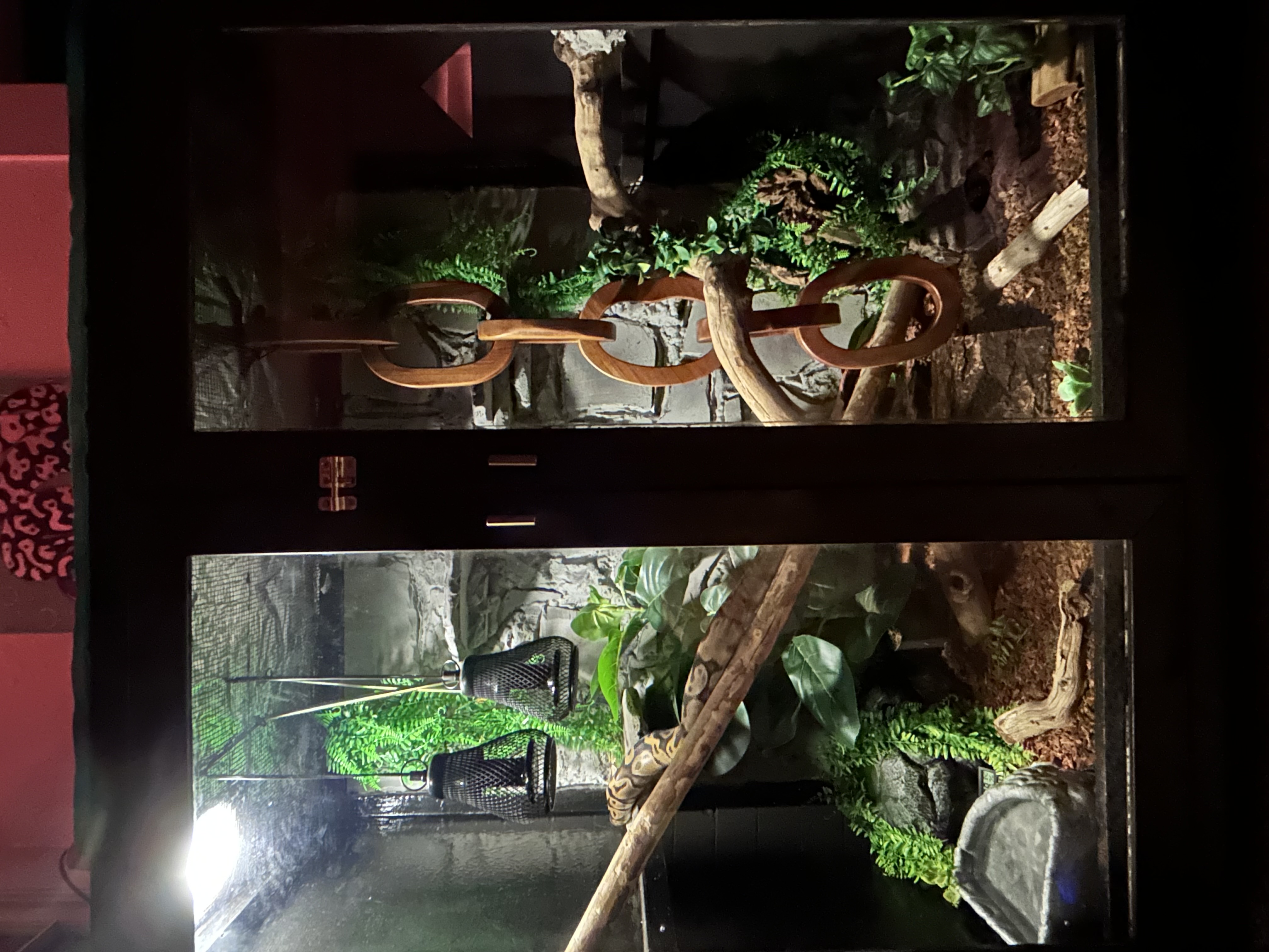 Featured Kaden reptile enclosure