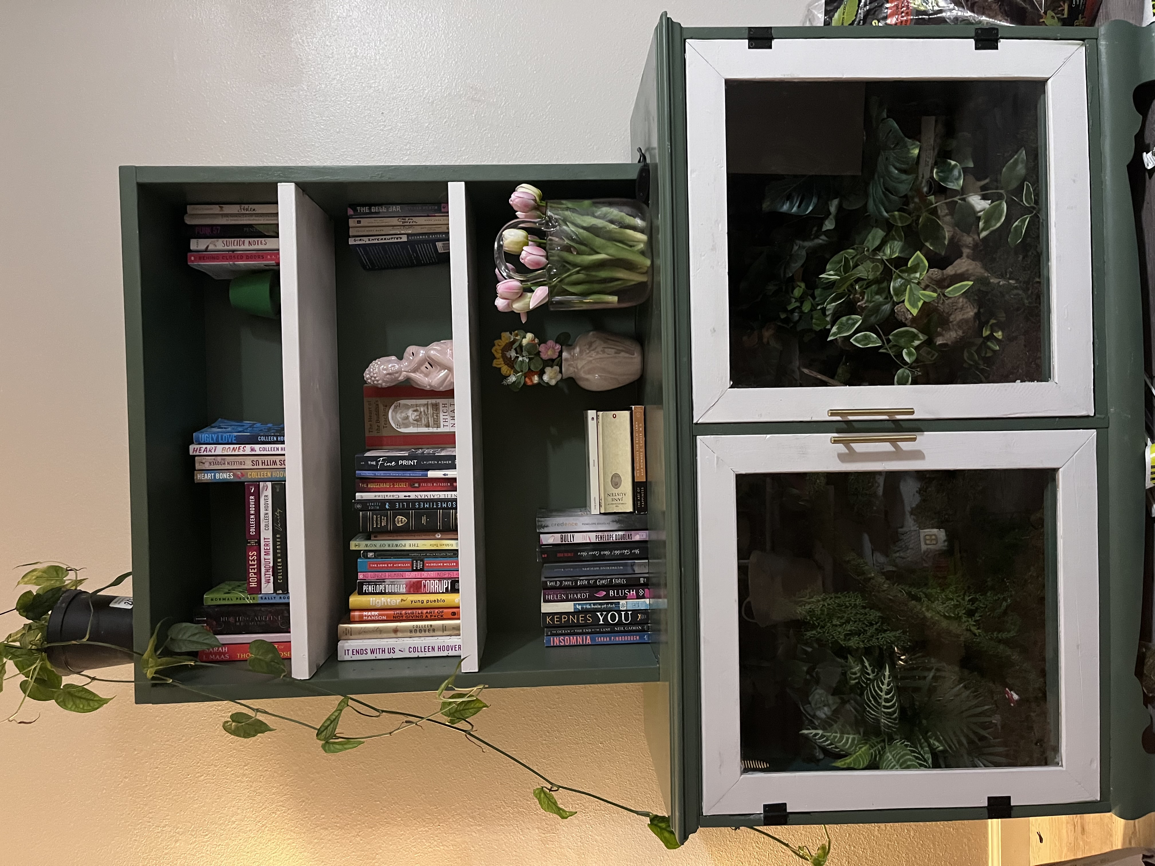 Featured Nora reptile enclosure