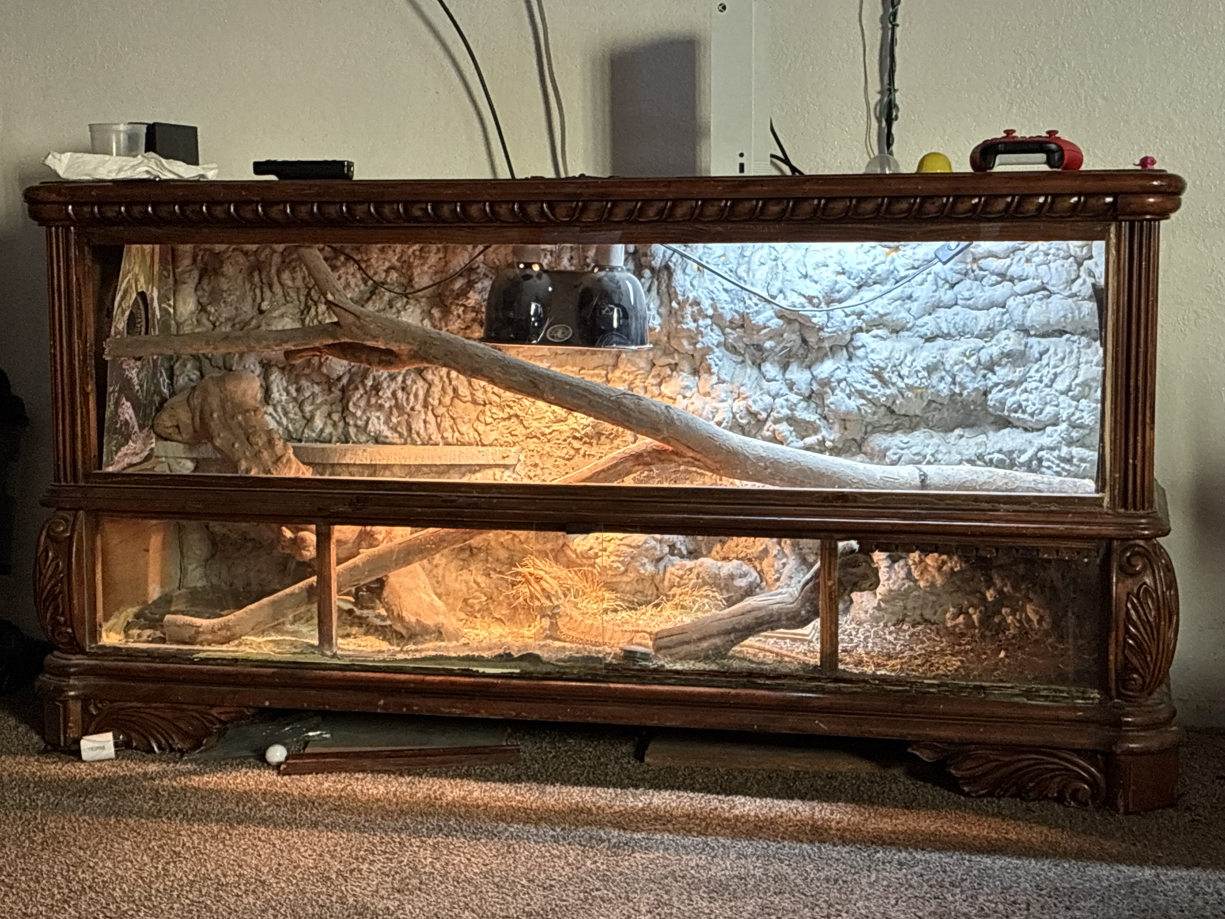 Featured personal reptile enclosure